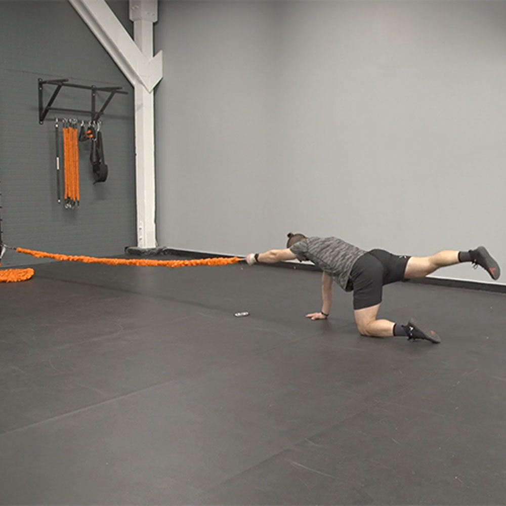 Stroops Bird Dog Lat Pull For Son of The Beast